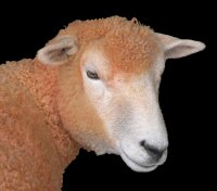 Big ‘Orange’ Sheep