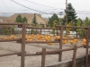 lilpumpkins06.jpg