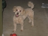 pooch02.jpg