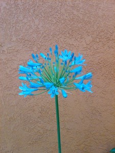 A beautiful flower at our hotel