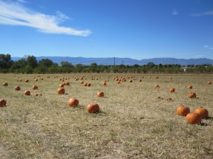 Happy Apple Farm