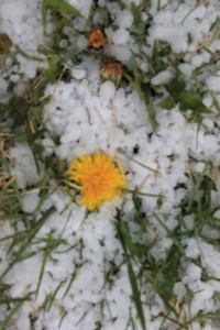 The First Spring Hail